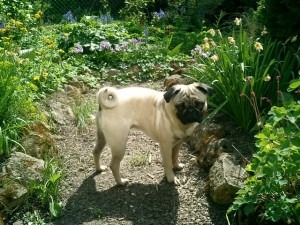 Rocco_2